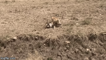 Video: Sư tử phi thân thần tốc giết chết linh dương Gazelle rồi tha đi ăn thịt