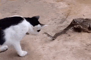 Video: Mèo nhà ở Yên Bái tung