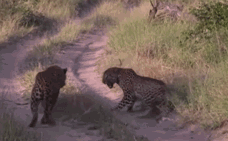 Video: Xâm phạm lãnh thổ, báo hoa mai trẻ thất bại thảm hại dưới nanh vuốt của báo già