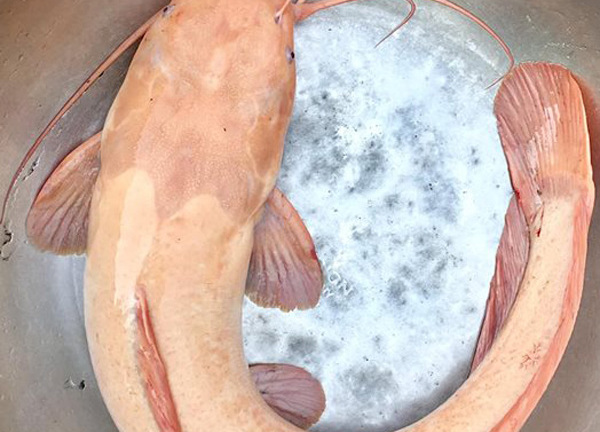 Đầu năm mới, bắt được cá trê vàng dài hơn nửa mét, được trả 3 triệu không bán