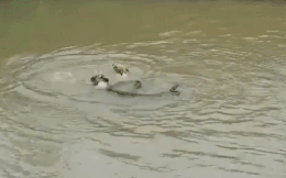 Video: Trận thủy chiến kinh hoàng giữa 2 chú chó và trăn gấm
