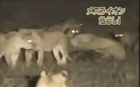 Cuộc chiến sinh tồn: Sư tử đực