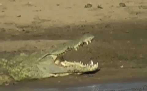 Cuộc chiến sinh tồn: Bị cá sấu cắn gãy chân, nghé con vùng vẫy thoát khỏi hàm răng 
