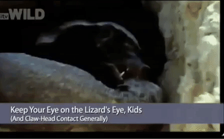 Video: Kỳ đà bị lửng mật giết chết rồi ăn tươi nuốt sống