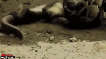 Video: Cá sấu kiêu ngạo bị trăn siết cổ rồi nuốt chửng vì không biết lượng sức mình