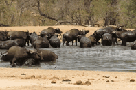 Video: Hà mã cắn xé, xua đuổi, đàn trâu rừng chạy trối chết