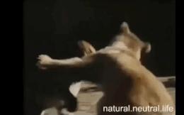 Video: Màn đối đầu kinh hoàng giữa mãnh hổ và gấu, kẻ thua cuộc bỏ chạy nhục nhã