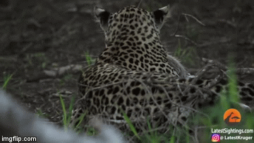 Video: Lửng mật liều mình lao tới cứu con khỏi vuốt báo hoa mai