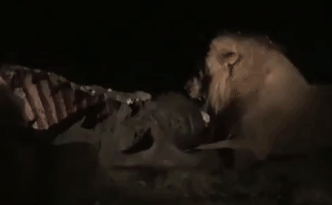 Cuộc chiến sinh tồn: Cả gan lên bờ giành xác trâu rừng, cá sấu bị sư tử vả vào mặt