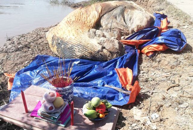 Đi bắt ốc, phát hiện xác cá voi hơn 10 tấn trôi dạt vào vùng biển Bạc Liêu