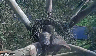 Video: Cú rừng thực hiện âm mưu tàn độc để chiếm tổ của chim ưng