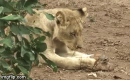 Video: Lạ lùng cảnh tượng sư tử cái chơi đùa với con mồi như con ruột