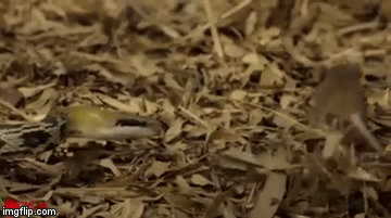 Video: Con chuột cao số được chính kẻ thù “cứu mạng”