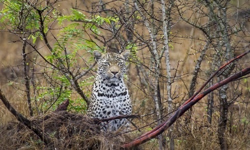 Video: Báo mẹ bất lực nấp trong bụi rậm nhìn con non bị bầy sư tử “quây”