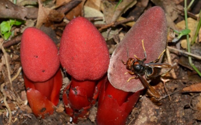 Thảo dược kỳ dị trong bài thuốc giúp chữa bệnh “cây khô không trái, gái độc không con”