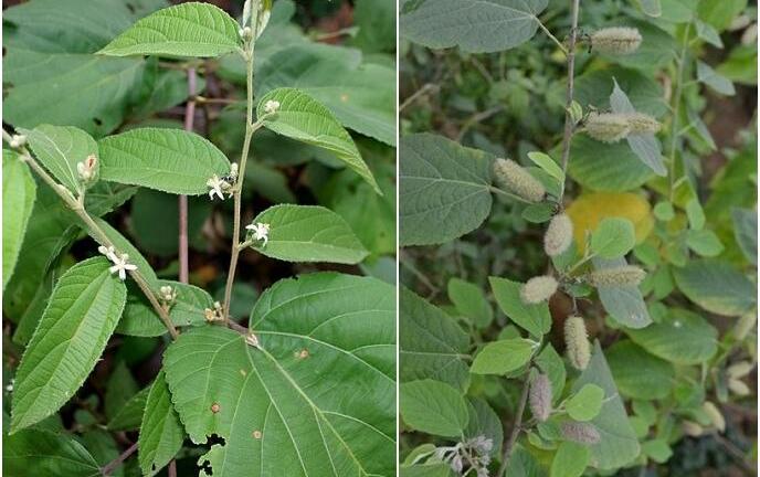 2 bài thuốc nam chữa bệnh ung thư gan hiệu quả