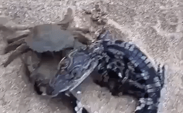 Cuộc chiến sinh tồn: Khinh thường con mồi, cá sấu bị cua