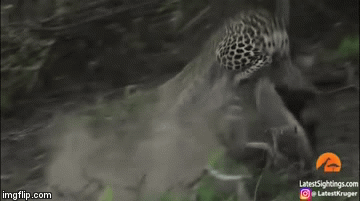 Cuộc chiến sinh tồn: