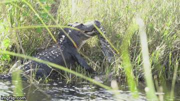 Video: Trăn Miến Điện dùng trăm phương ngàn kế cũng không thoát khỏi cú đớp chí mạng của cá sấu