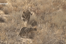 Cuộc chiến sinh tồn: Mèo rừng chết thảm dưới nanh vuốt báo hoa mai