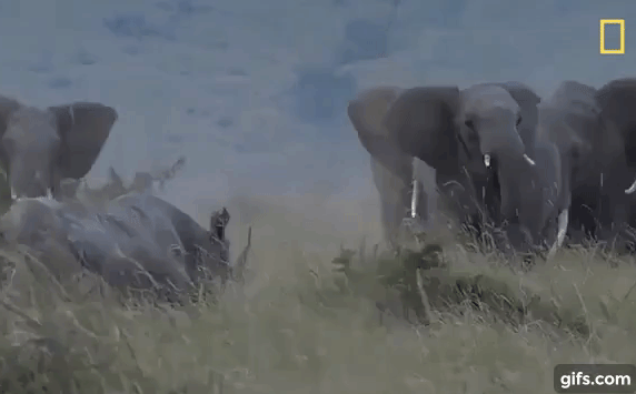 Video: Cả đàn voi bị xua đuổi nhưng nhất quyết không chịu bỏ rơi con non