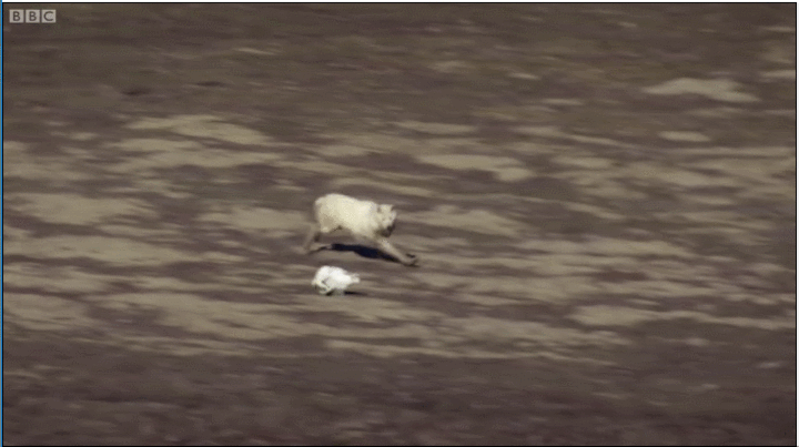 Cuộc chiến sinh tồn: Chó săn điên cuồng rượt đuổi thỏ rừng