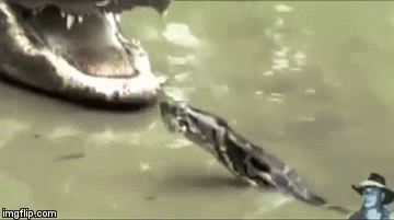 Video: Trăn Miến Điện huyết chiến kinh hoàng với cá sấu Mỹ và cái kết khó tin