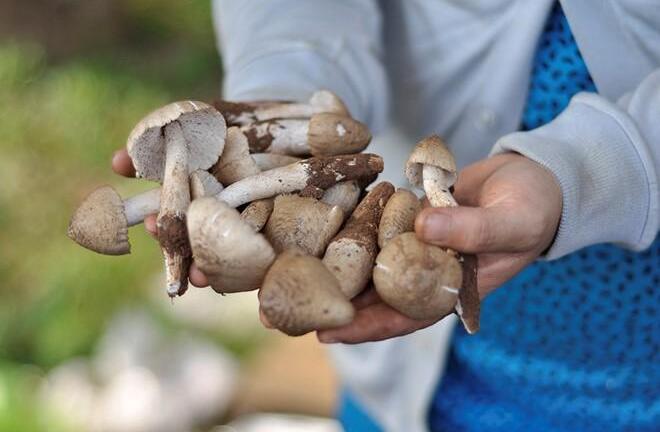 Người bệnh Gout cần tránh xa những loại rau này trong bữa ăn hằng ngày