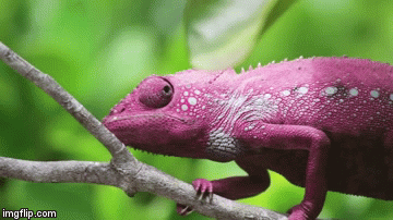 Video: Mãn nhãn xem 