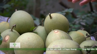 Thanh trà - thứ quả đặc sản thơm ngon, tao nhã của người cố đô