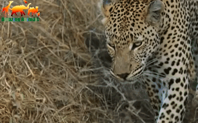 Video: Bị kẻ thù tập kích phía sau, 