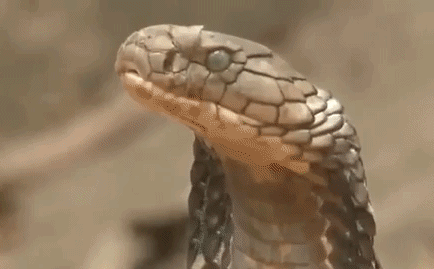 Video: Đụng phải hổ mang chúa, rắn sọc dừa bị giết trong một nốt nhạc