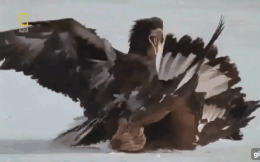 Video: Mải mê quyết chiến, 2 gà gô chết thảm dưới móng vuốt của 