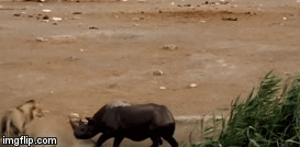 Video: Bụng mang dạ chửa, tê giác một mình chống chọi 3 con sư tử đói ăn