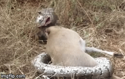 Video: Trăn đá đau đớn vùng vẫy vì bị sừng linh dương đâm toạc vòm họng