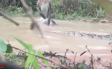 Video: Đụng độ kẻ thù, khỉ hiếu chiến vật lộn mãng xà dưới nước