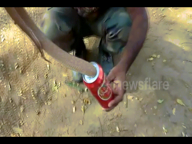 Video: Hổ mang chúa kẹt đầu trong lon bia