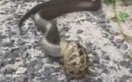 Hy hữu: Bị ốc sên siết cổ, rắn hổ mang quần quại đau đớn