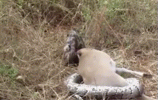 Video: Siết chết linh dương, trăn đá châu Phi thản nhiên bỏ xác con mồi giữa sân golf