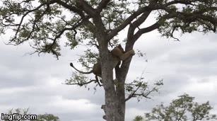 Video: Bị bầy linh cẩu truy sát, sư tử tủi nhục bỏ trốn lên cây