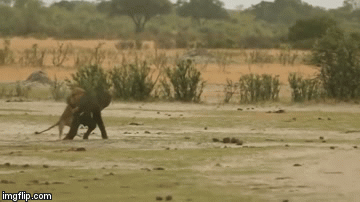 Video: Khoảnh khắc những