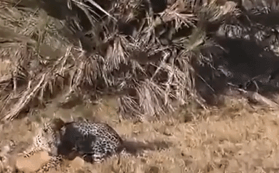 Video: Khỉ đầu chó xuất hiện đột ngột, “cứu mạng” linh dương trong gang tấc