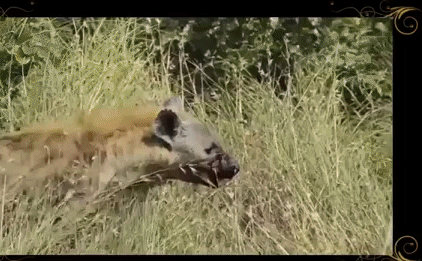 Cuộc chiến sinh tồn: Dồn sư tử vào đường cùng, linh cẩu trả giá bằng cả mạng sống