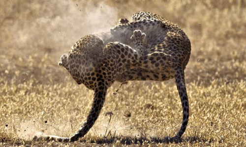 Video: Cả gan trêu chọc bạn tình, báo cái nhận quả đắng