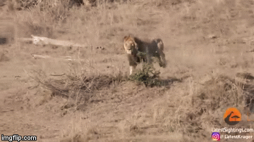 Video: Khoảnh khắc 2 con sư tử đâm sầm vào nhau, linh dương thoát chết trong gang tấc