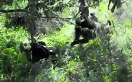 Video: Bầy khỉ đầu chó đại chiến nảy lửa với trăn đá châu Phi và kết cục đau lòng