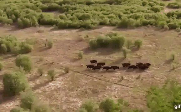Video: Bò rừng dùng thân mình làm lá chắn bảo vệ con trước bầy sói khát máu