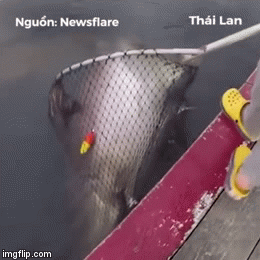 Video: Chàng trai đi câu bất ngờ phải 