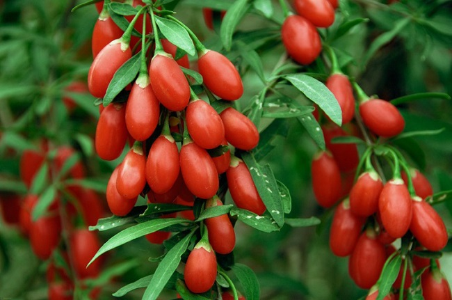 Câu kỷ tử - Vị thuốc tốt trong dân gian giúp bổ thận, hỗ trợ yếu sinh lý nam