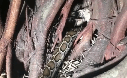 Cuộc chiến sinh tồn: Cú mèo đại chiến mãng xà và cái kết ngỡ ngàng